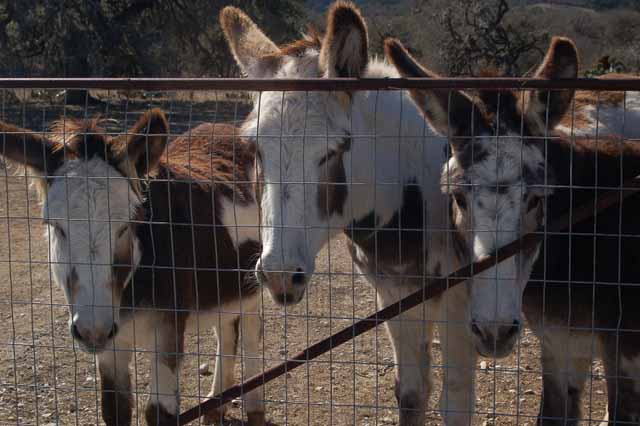 donkeys at Vanderpool